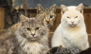 Large number of cats rescued from home